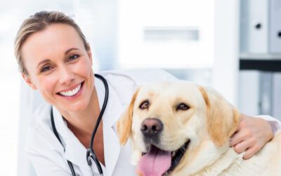 How to Sell a Veterinary Practice